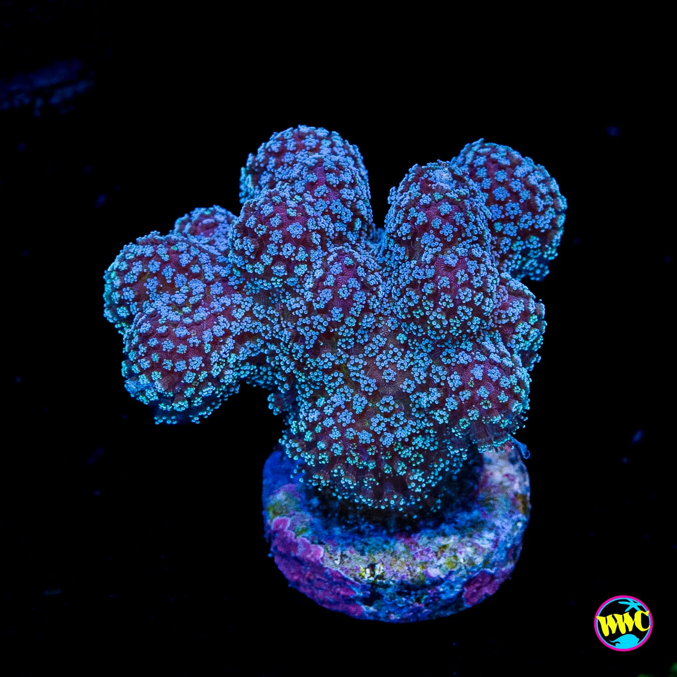 Tyree Rainbow Stylophora