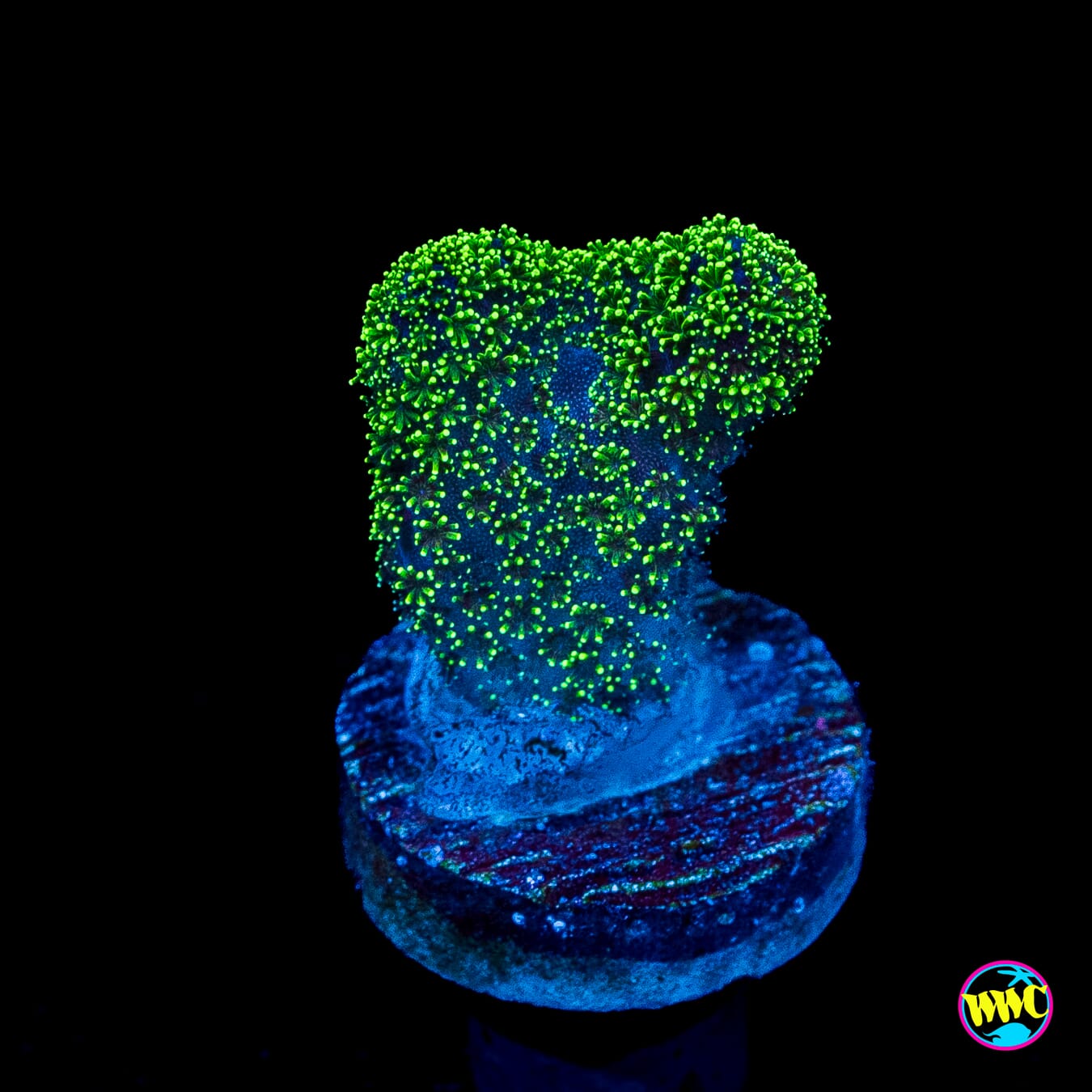 WWC Green Goblin Stylophora