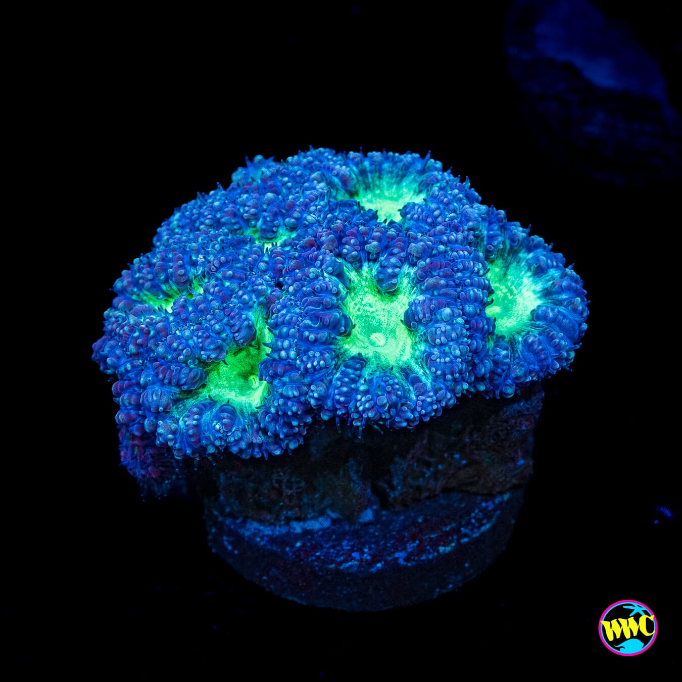 Neon Blastomussa