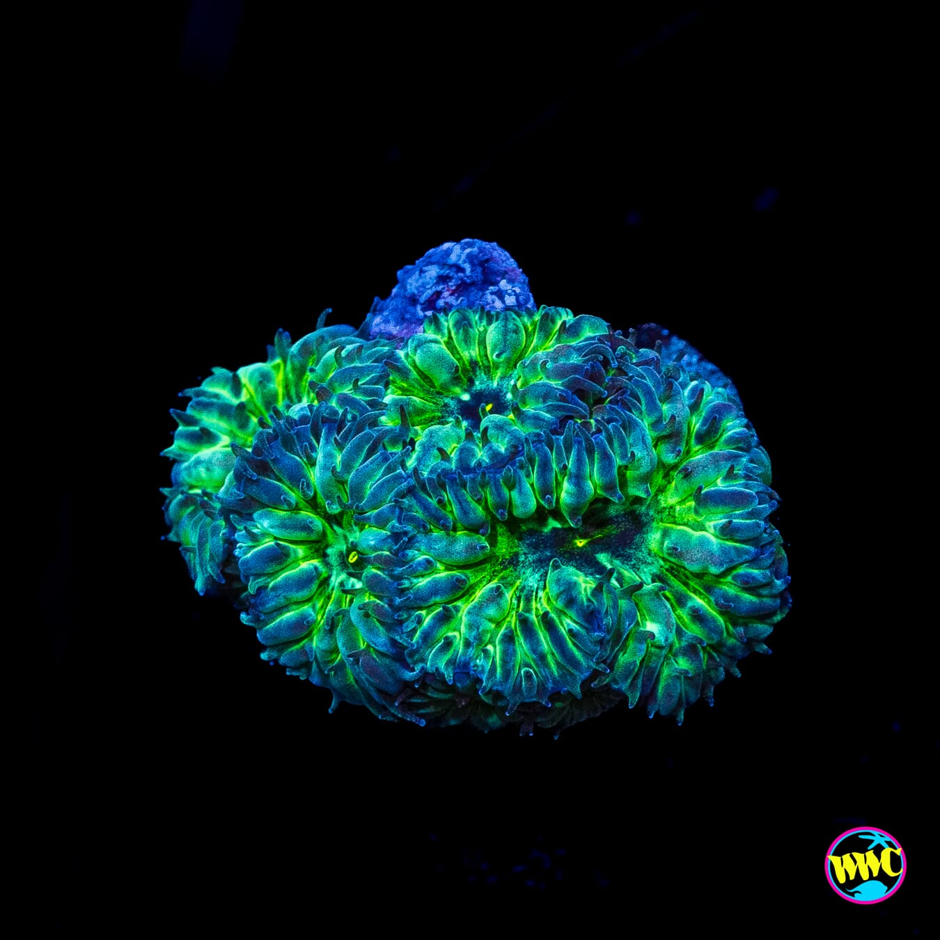 WWC Starlight Merletti Blastomussa