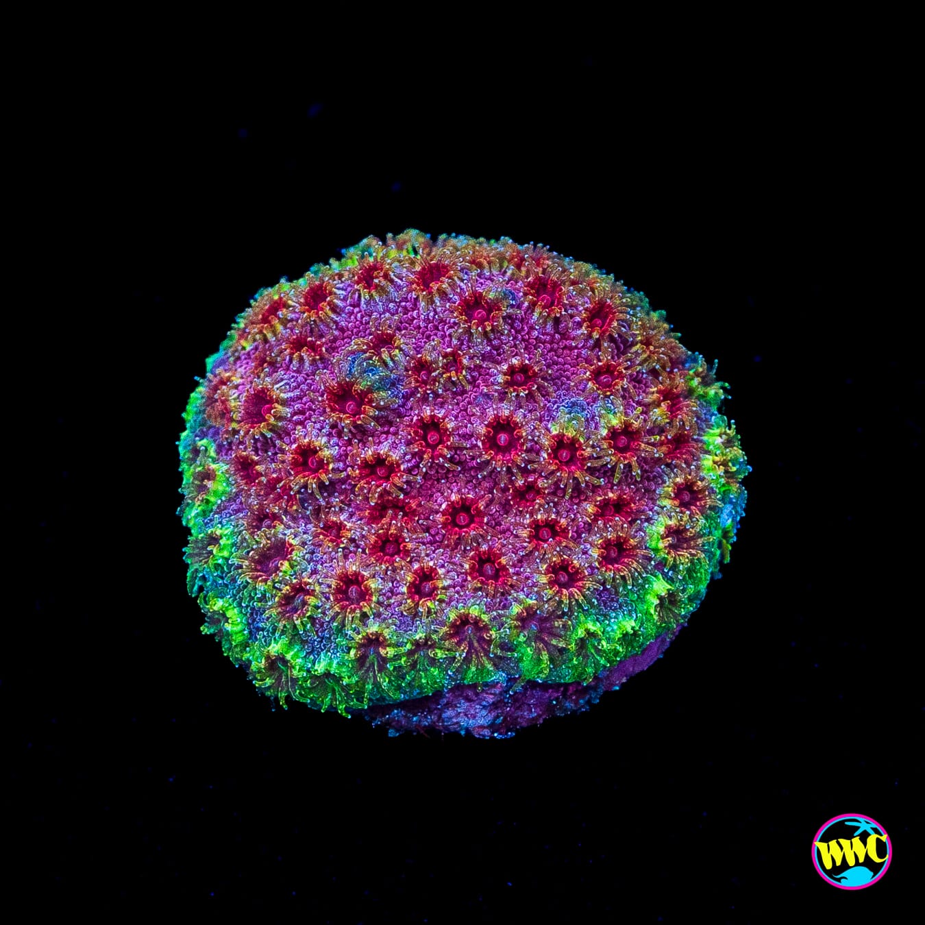 WWC Bronco Berry Cyphastrea