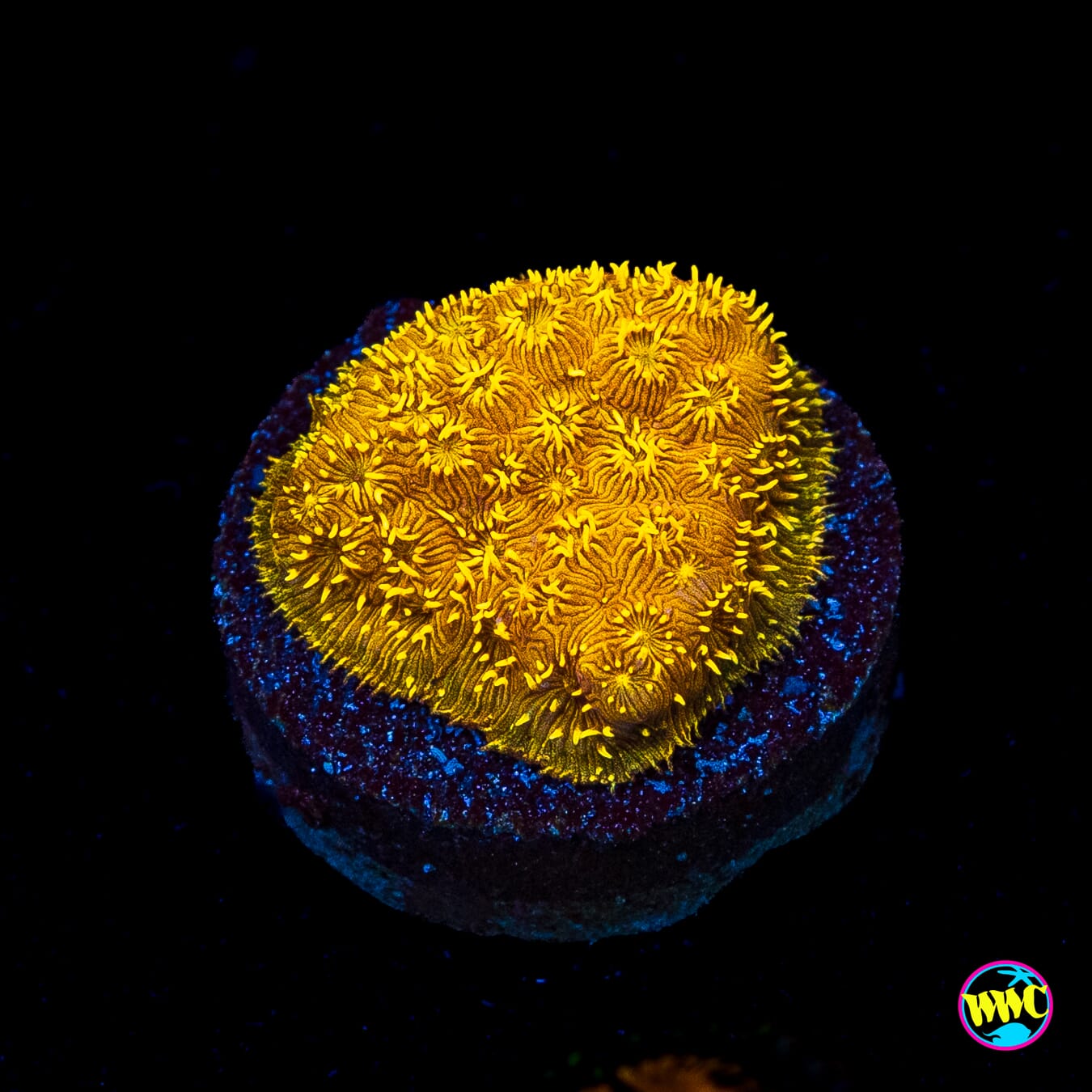 WWC Golden Pavona