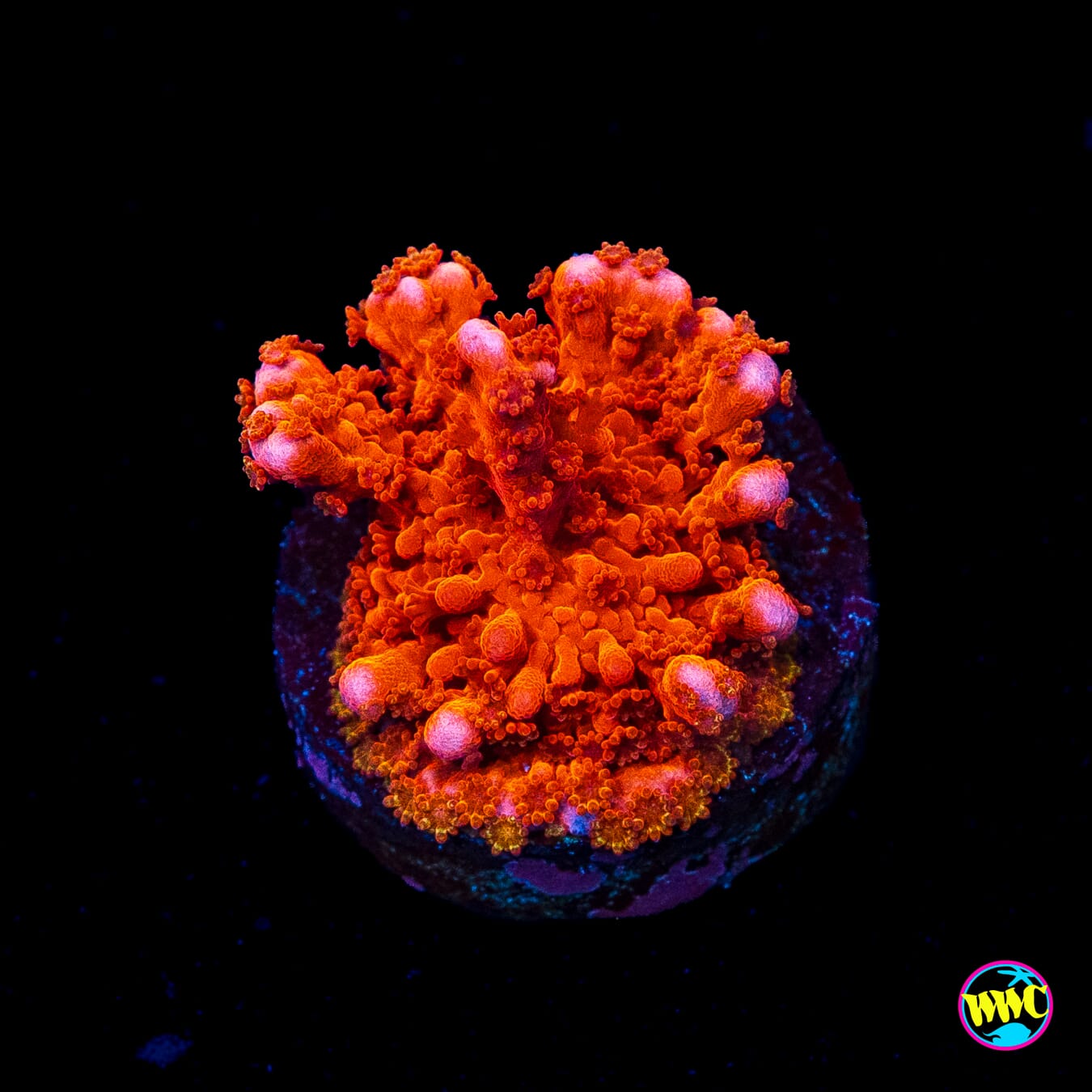 Jason Fox Fire Starter Montipora