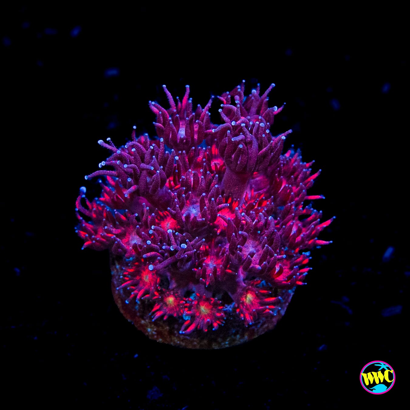 Ruby Red Goniopora