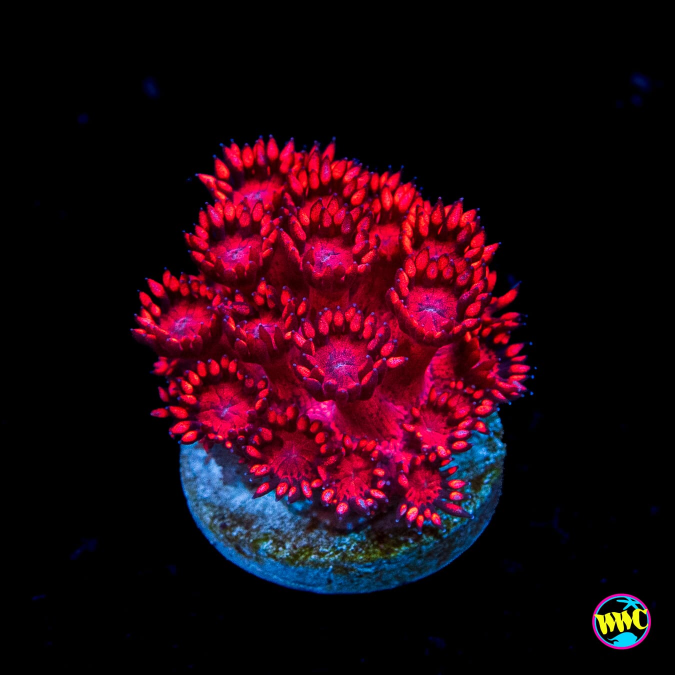 WWC Cherry Red Goniopora
