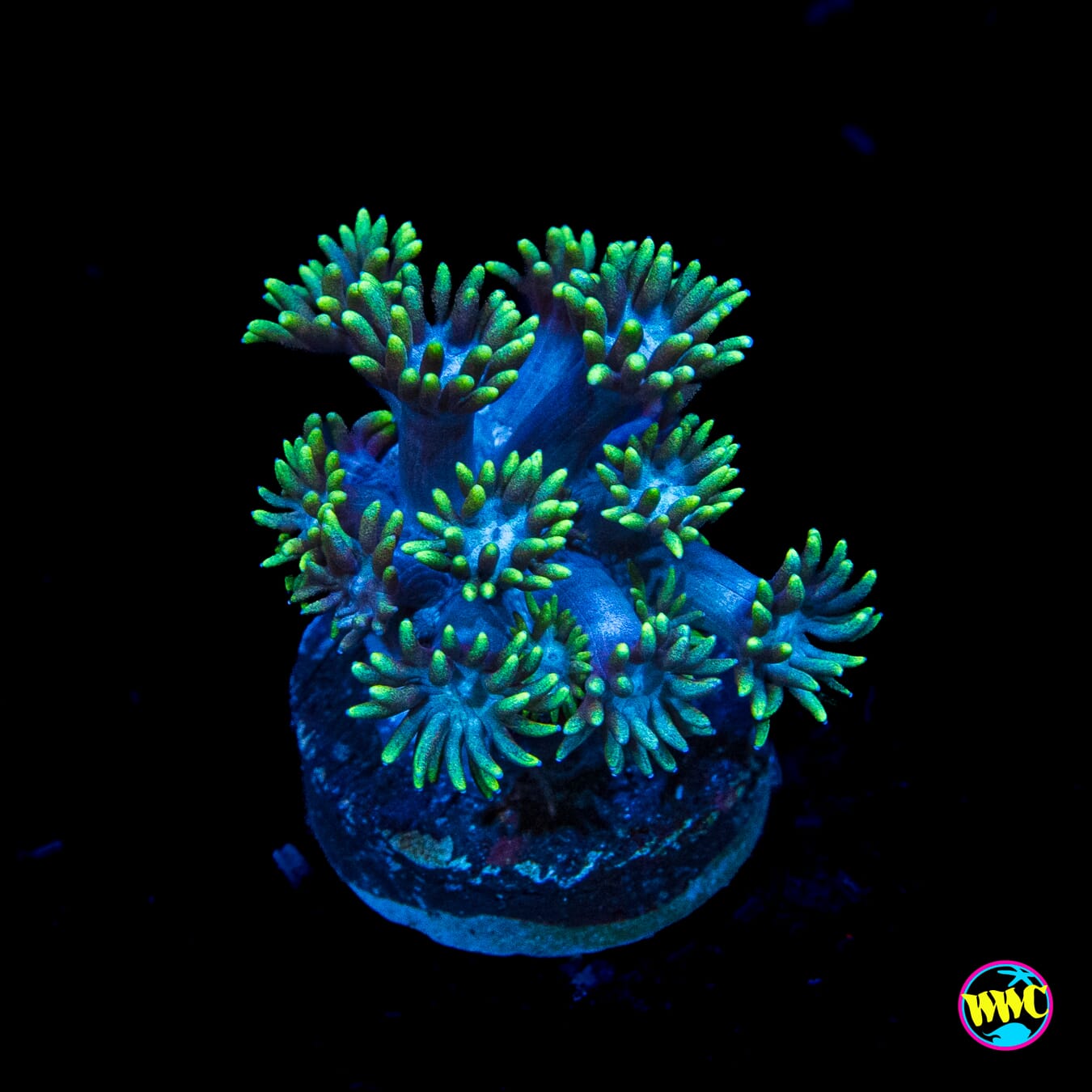 WWC Electrified Goniopora