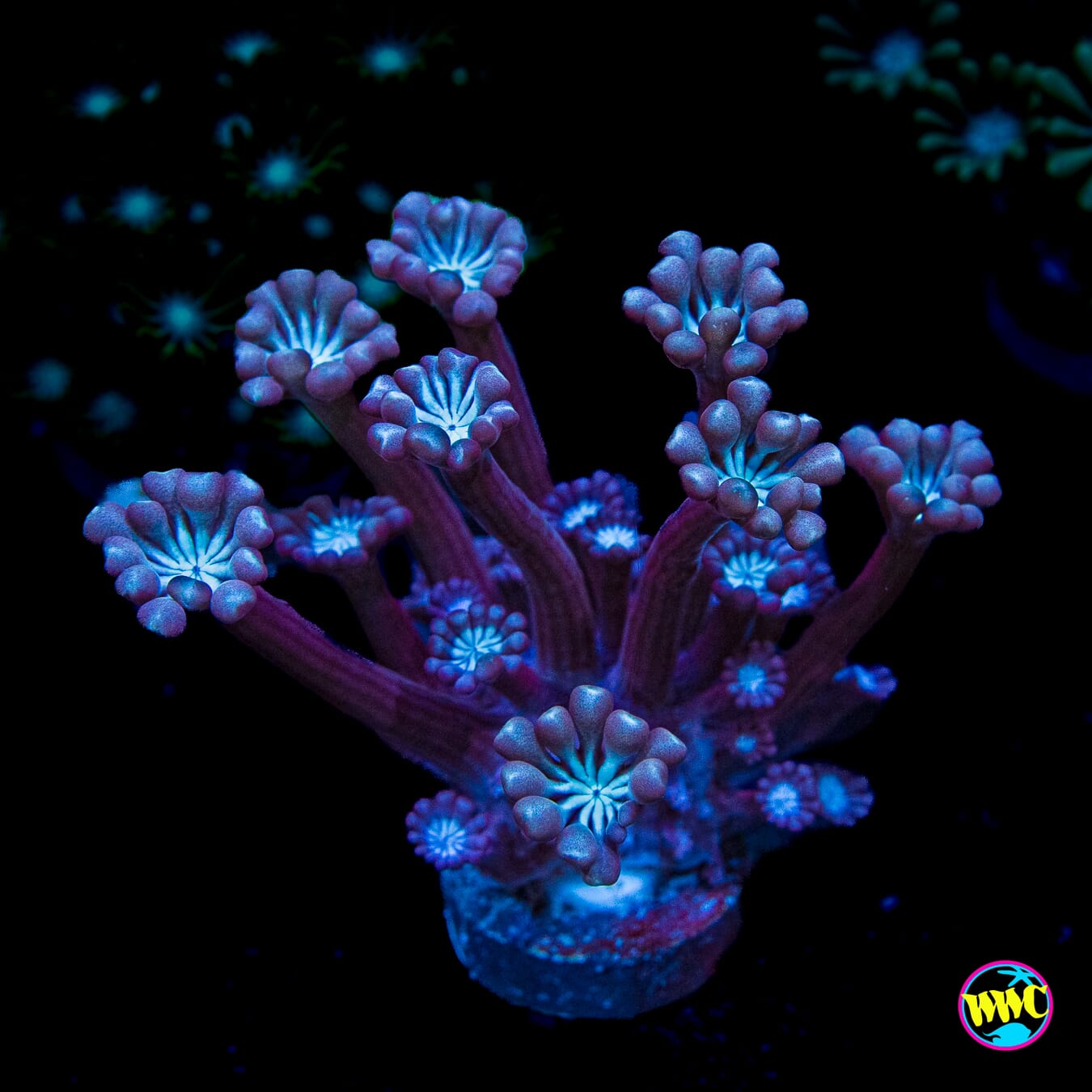 I Love Lavender Alveopora