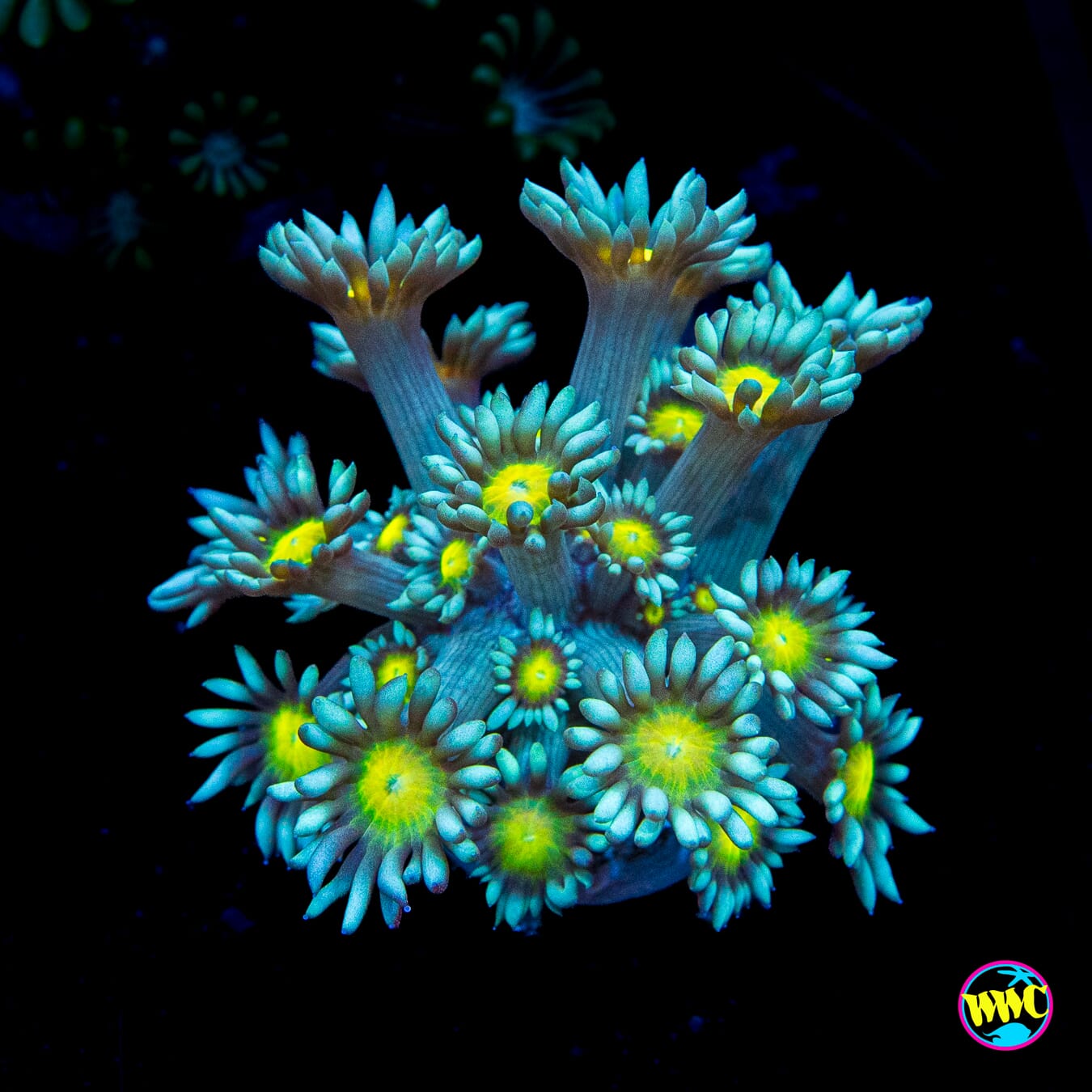 Lemon Head Goniopora
