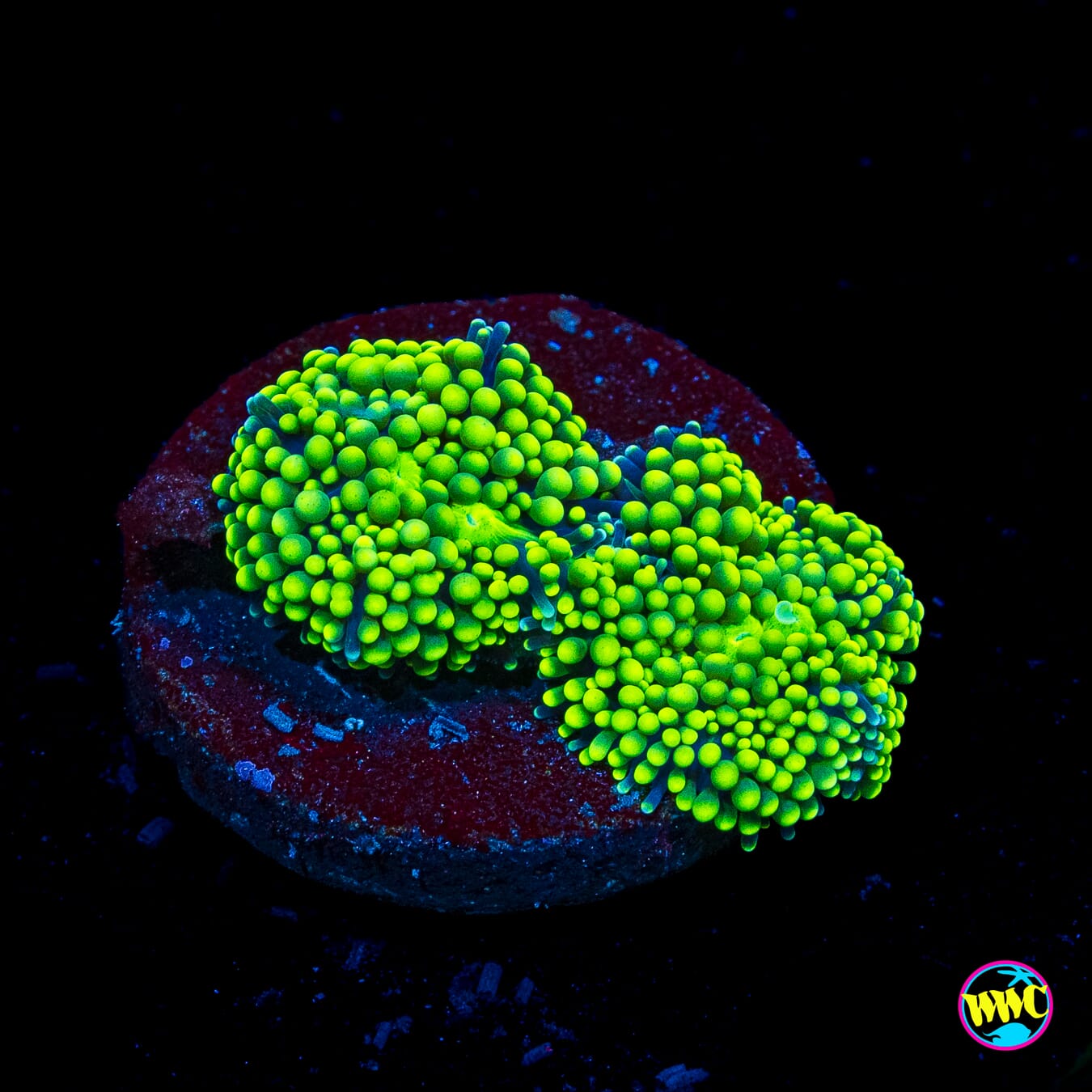 Nuclear Neon Ricordea Mushroom