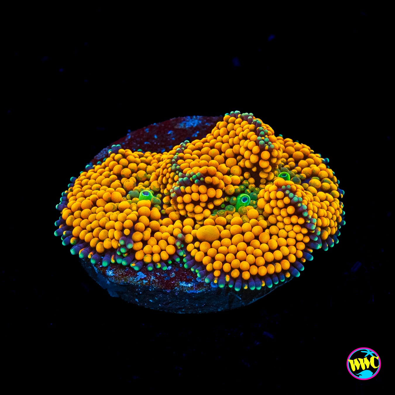 Fresh Squeezed Ricordea Mushroom