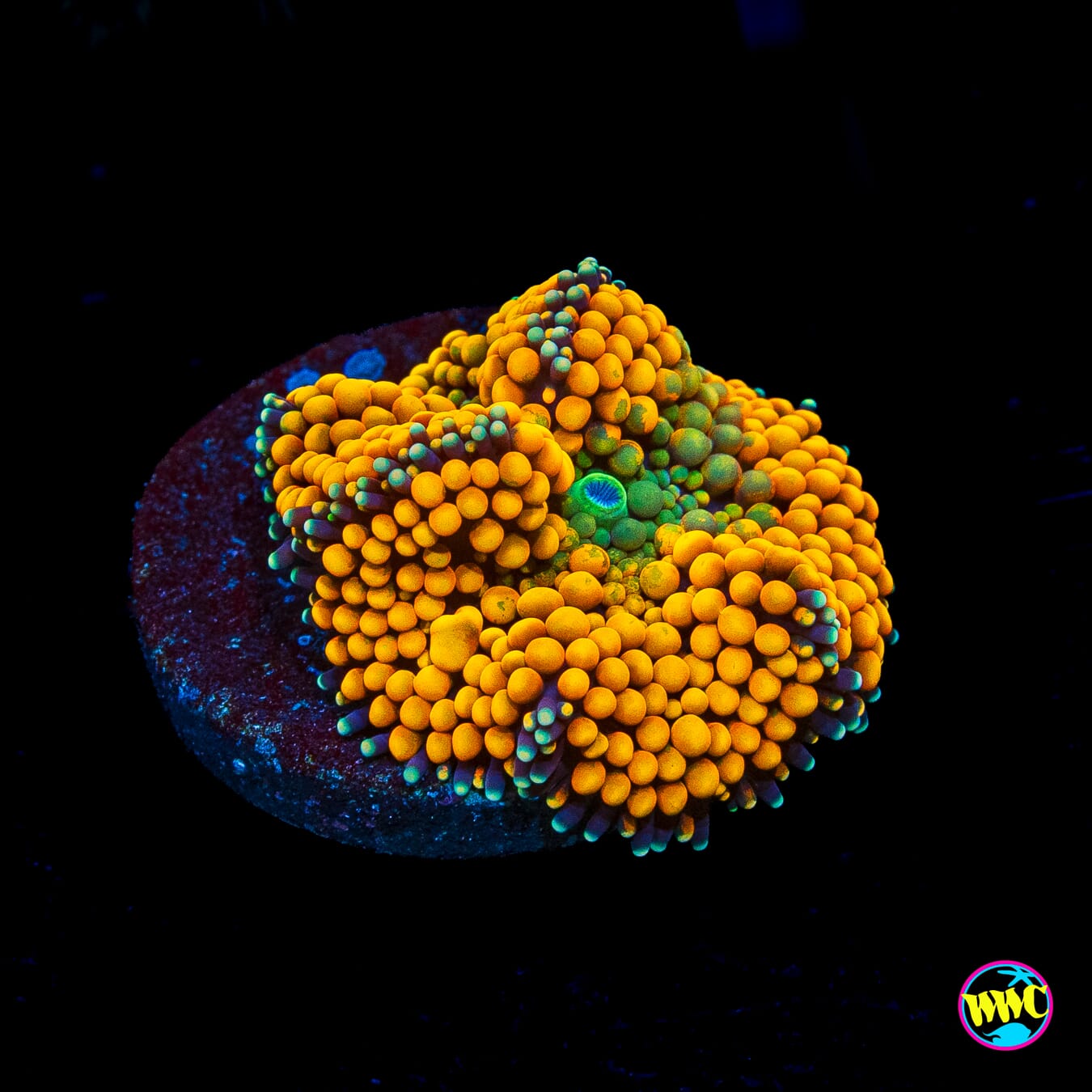 Fresh Squeezed Ricordea Mushroom