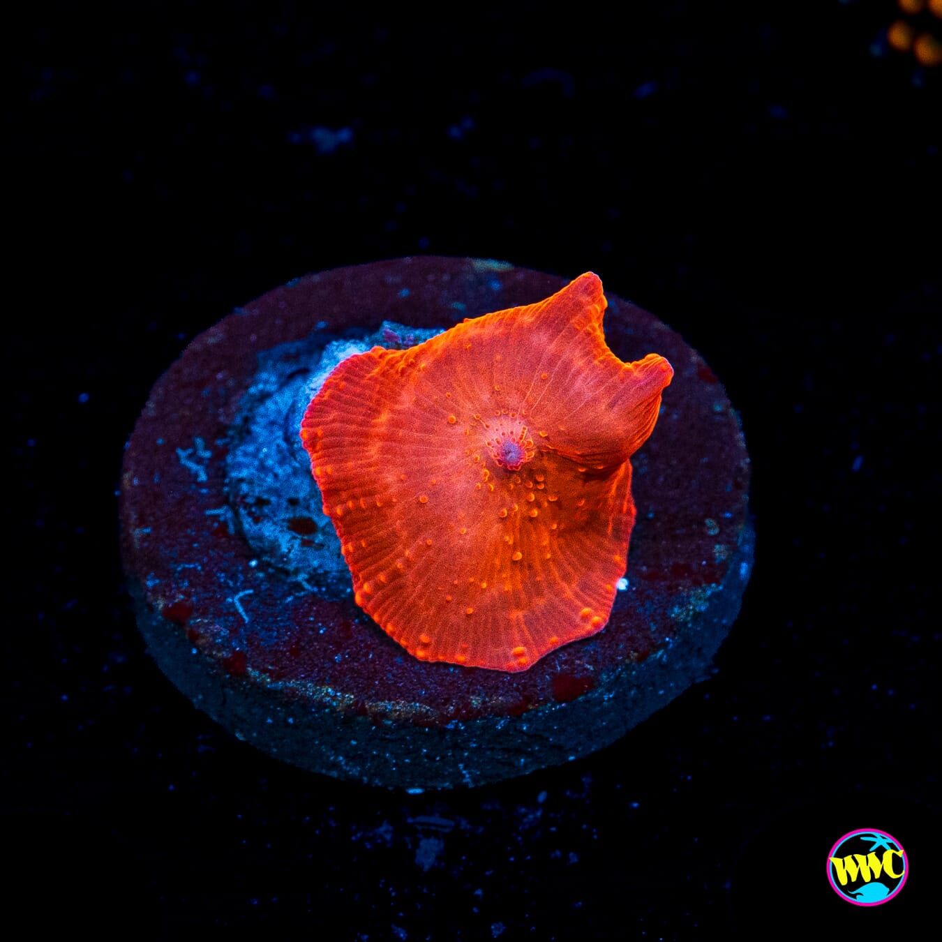 Super Red Disco Mushroom