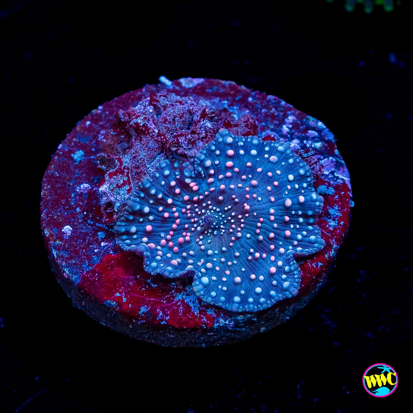 Nebula Disco Mushroom