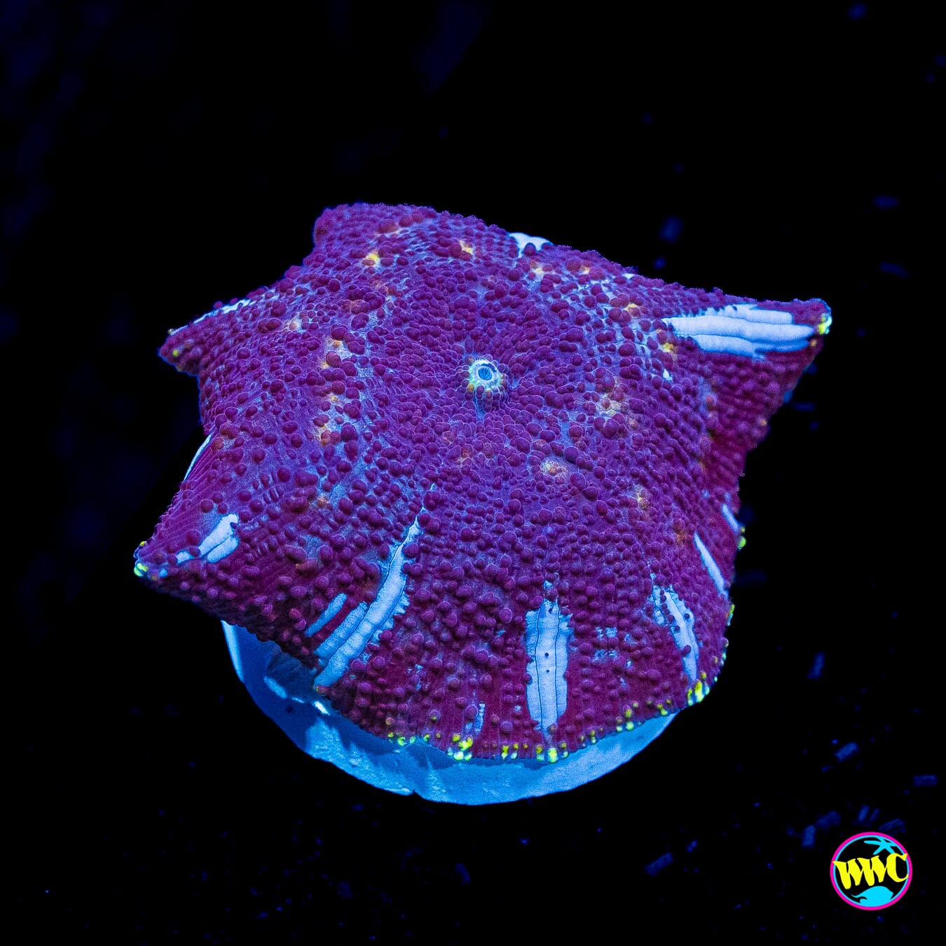 Dark Horse Disco Mushroom