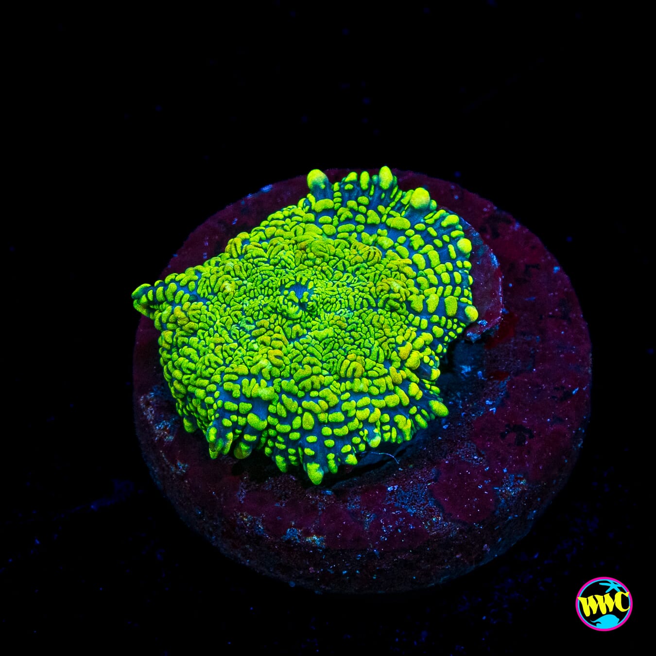 Icarus Rhodactis Mushroom