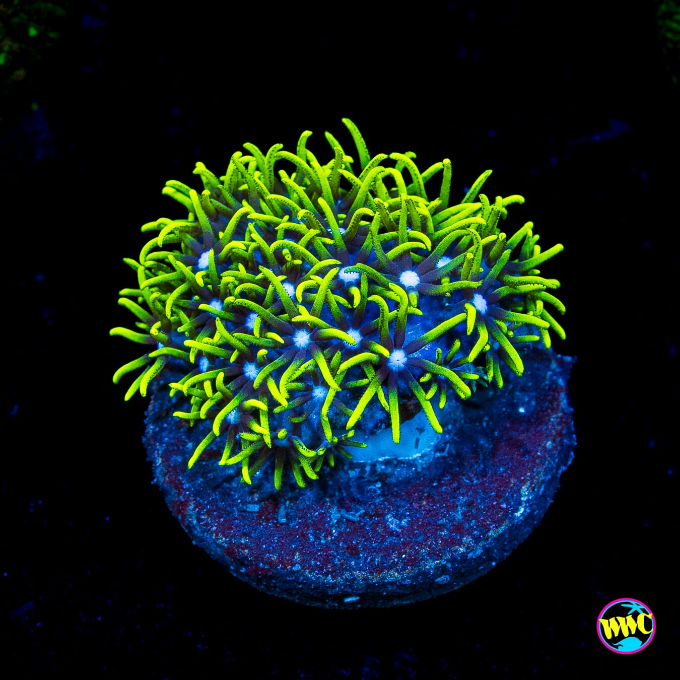 Neon Green Star Polyps