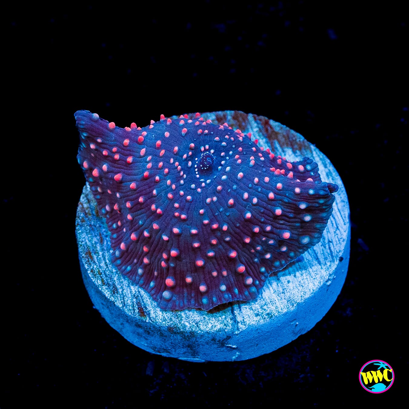 Nebula Disco Mushroom