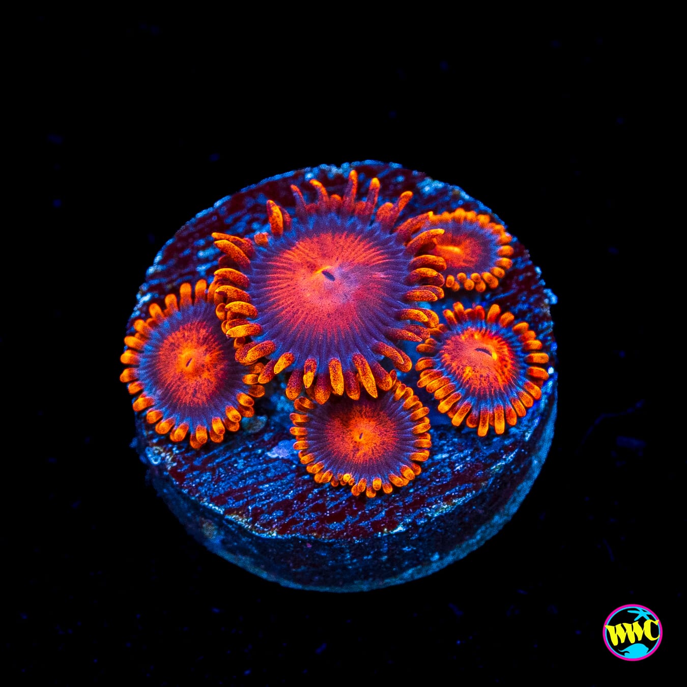 Bam Bamz Zoanthids