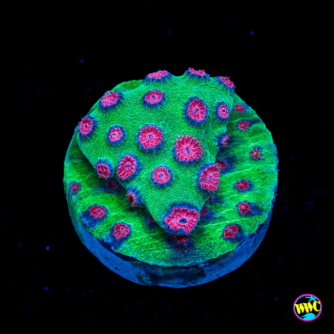 Jason Fox Alien Pox Cyphastrea