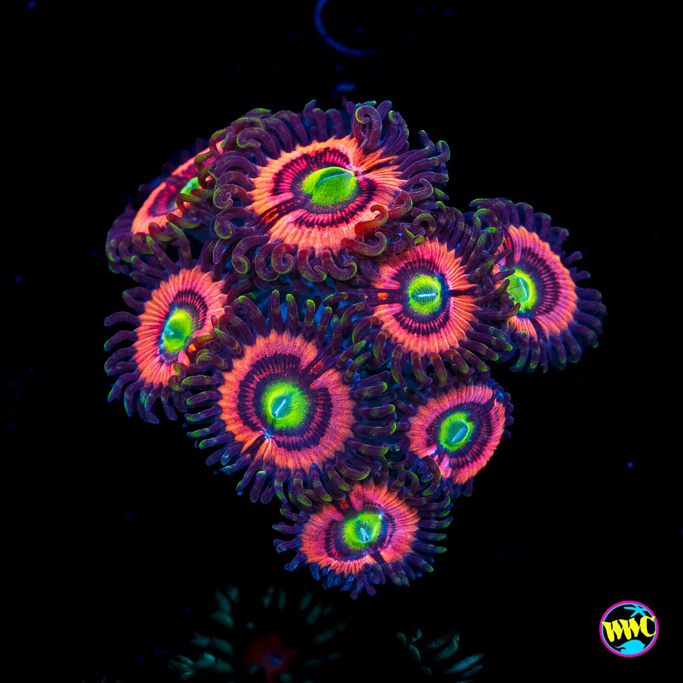 WWC Ultimate Bubblegum Pink Zoanthids