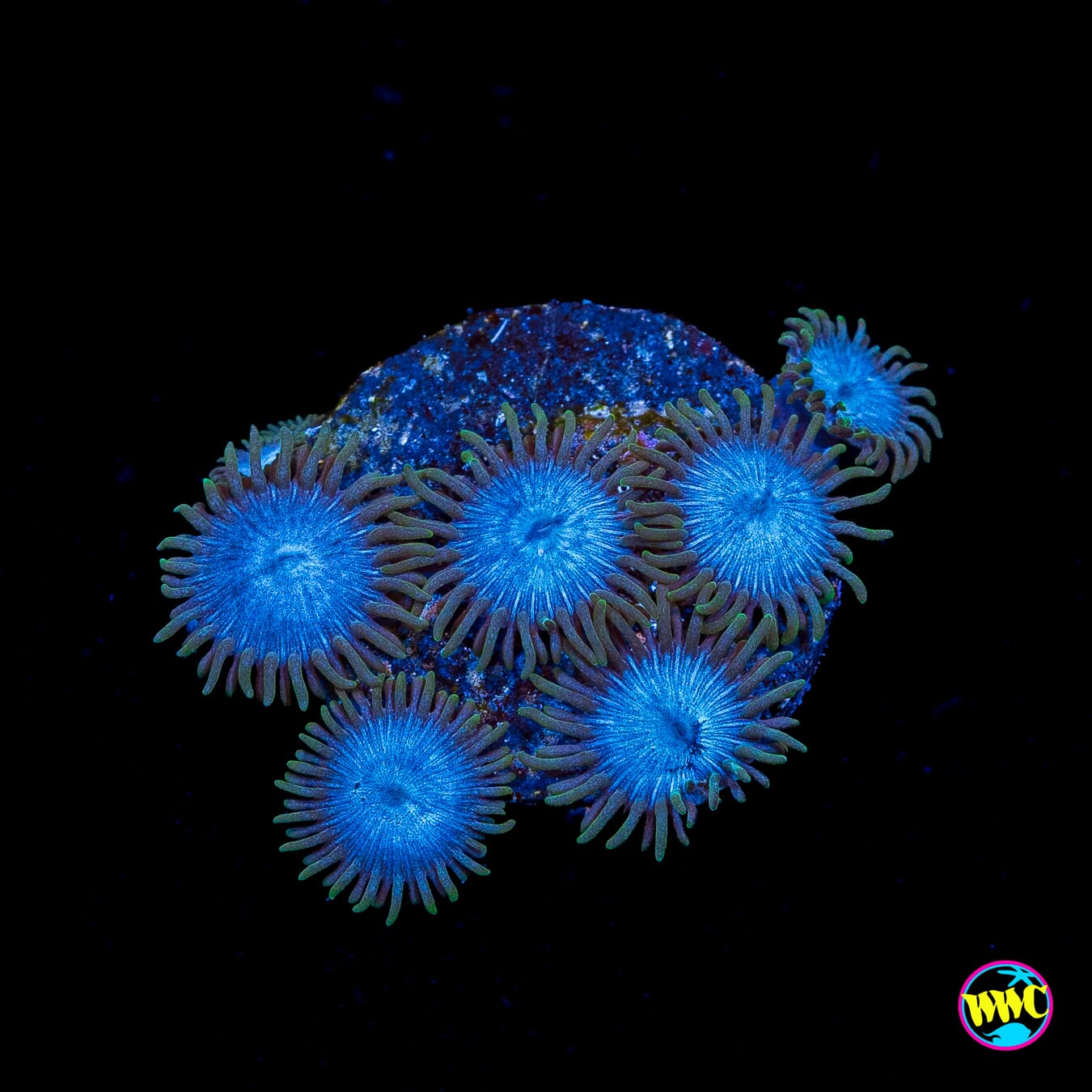 WWC Lich King Zoanthids