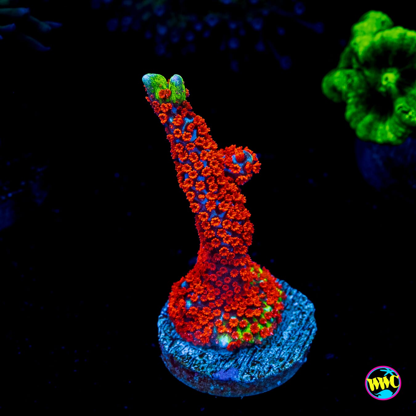 Bubblegum Digitata Montipora