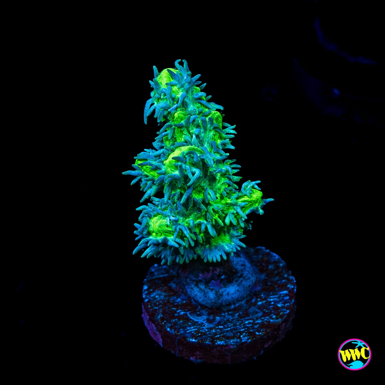 WWC Glowstick Hydnophora