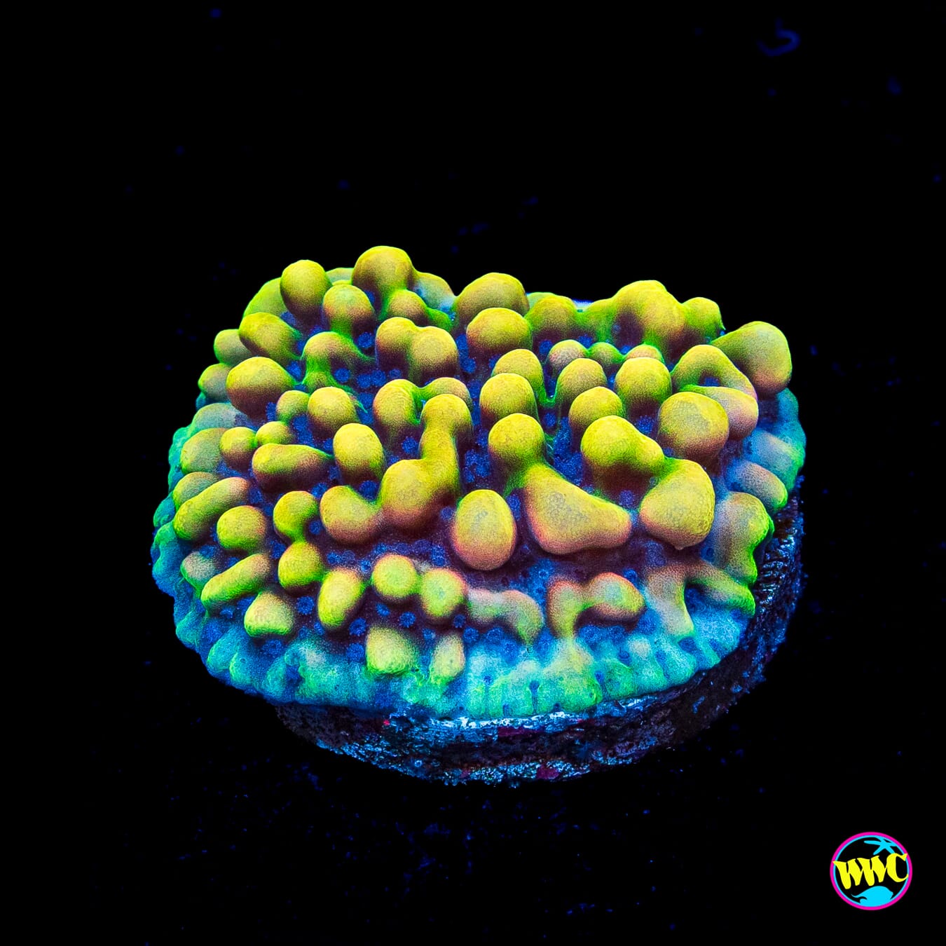 WWC Dark Portal Montipora