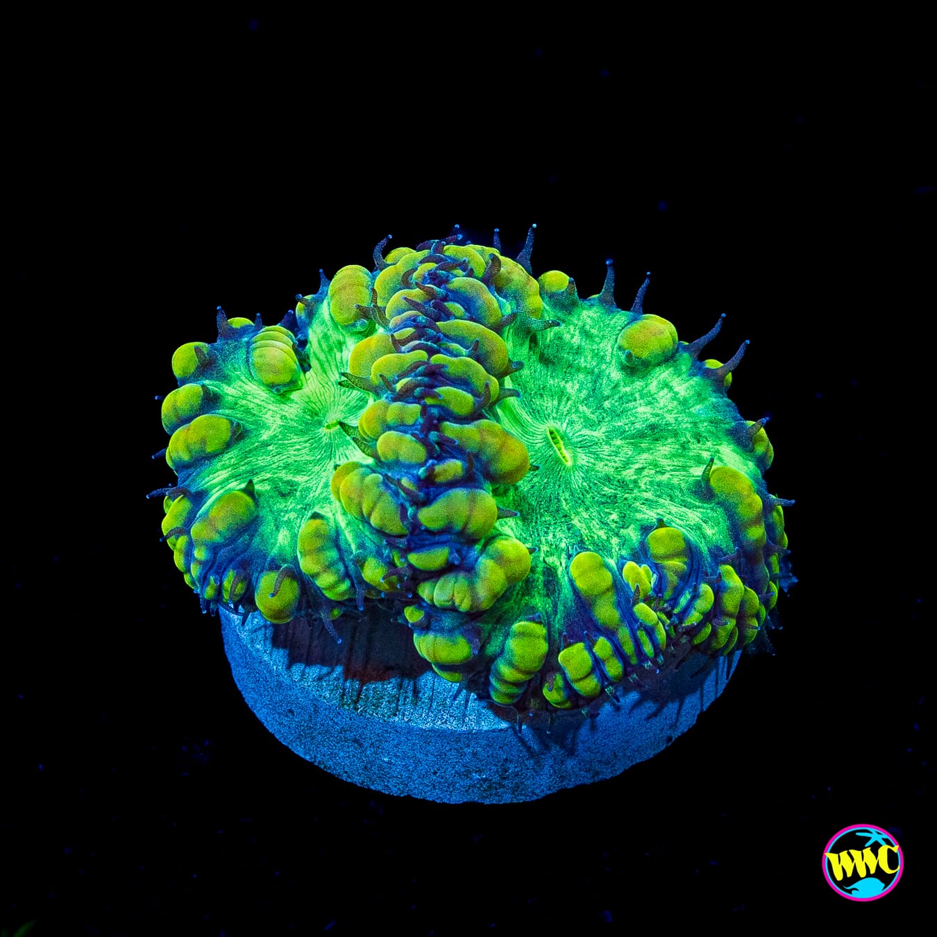 Dragon Punch Blastomussa