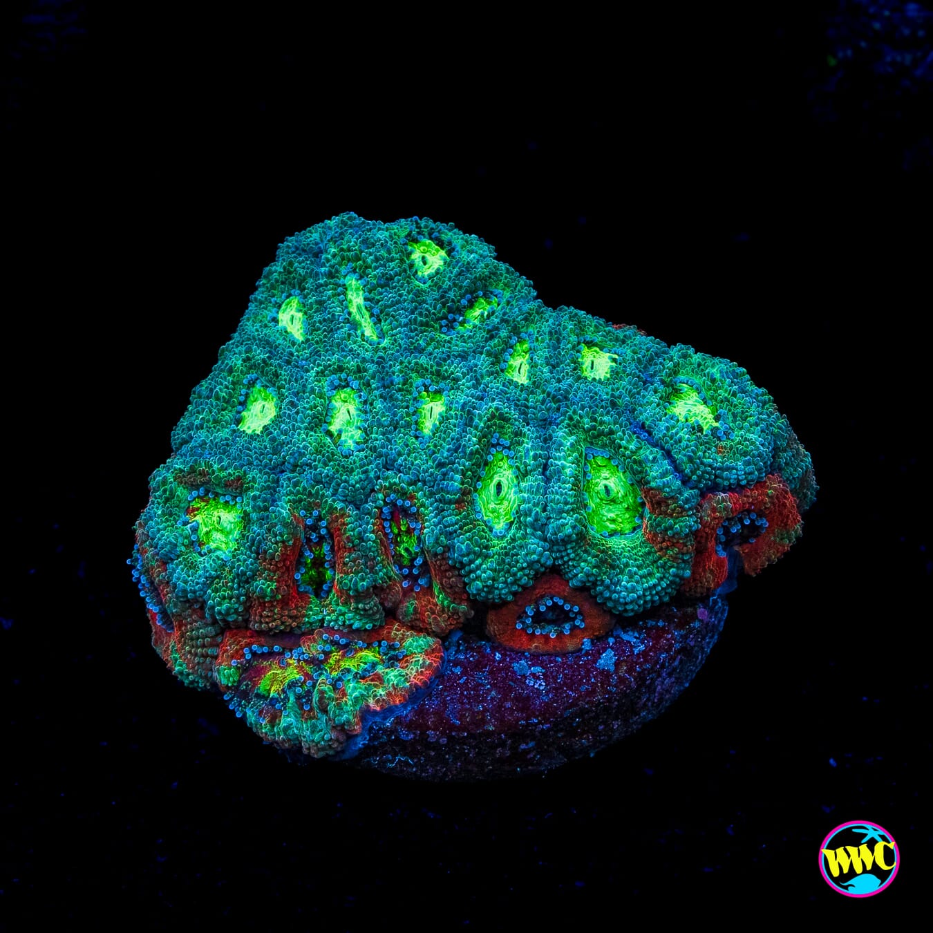 Tidal Master Micromussa