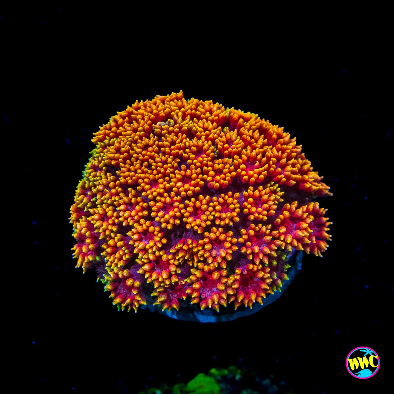 Mai Tai Micro Goniopora