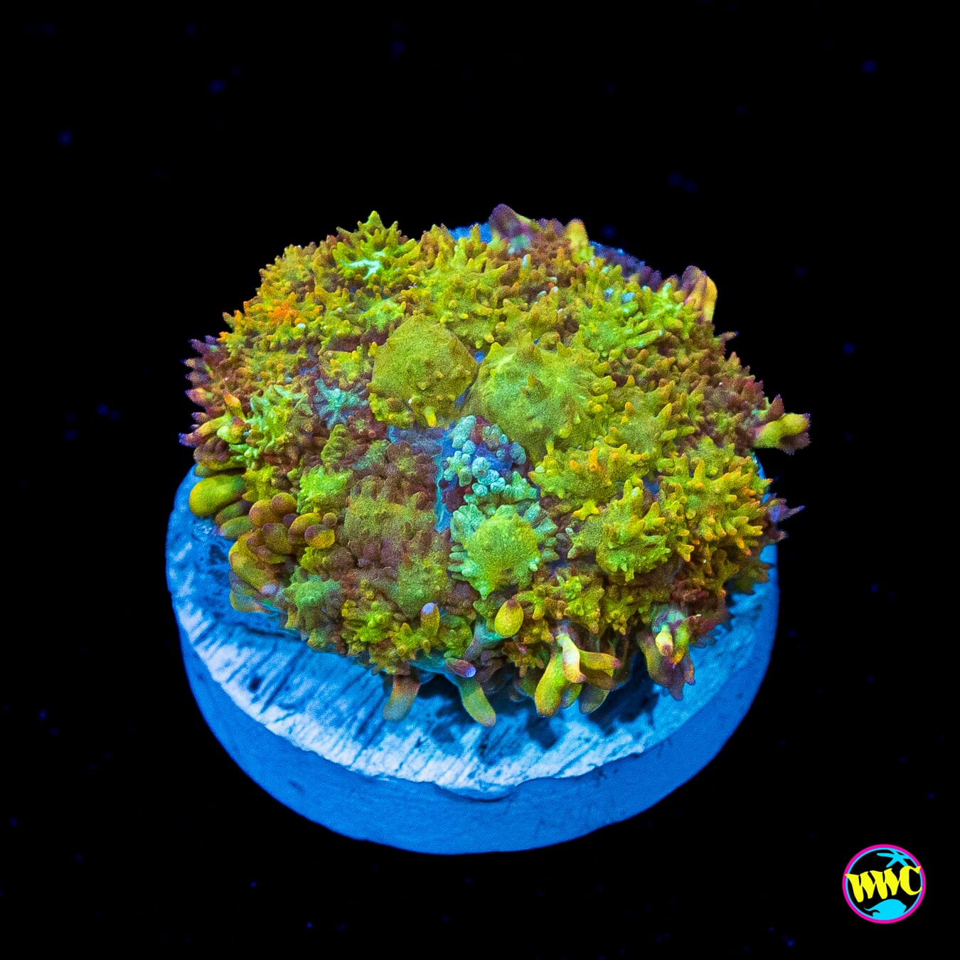 Sun Flare Rhodactis Mushroom