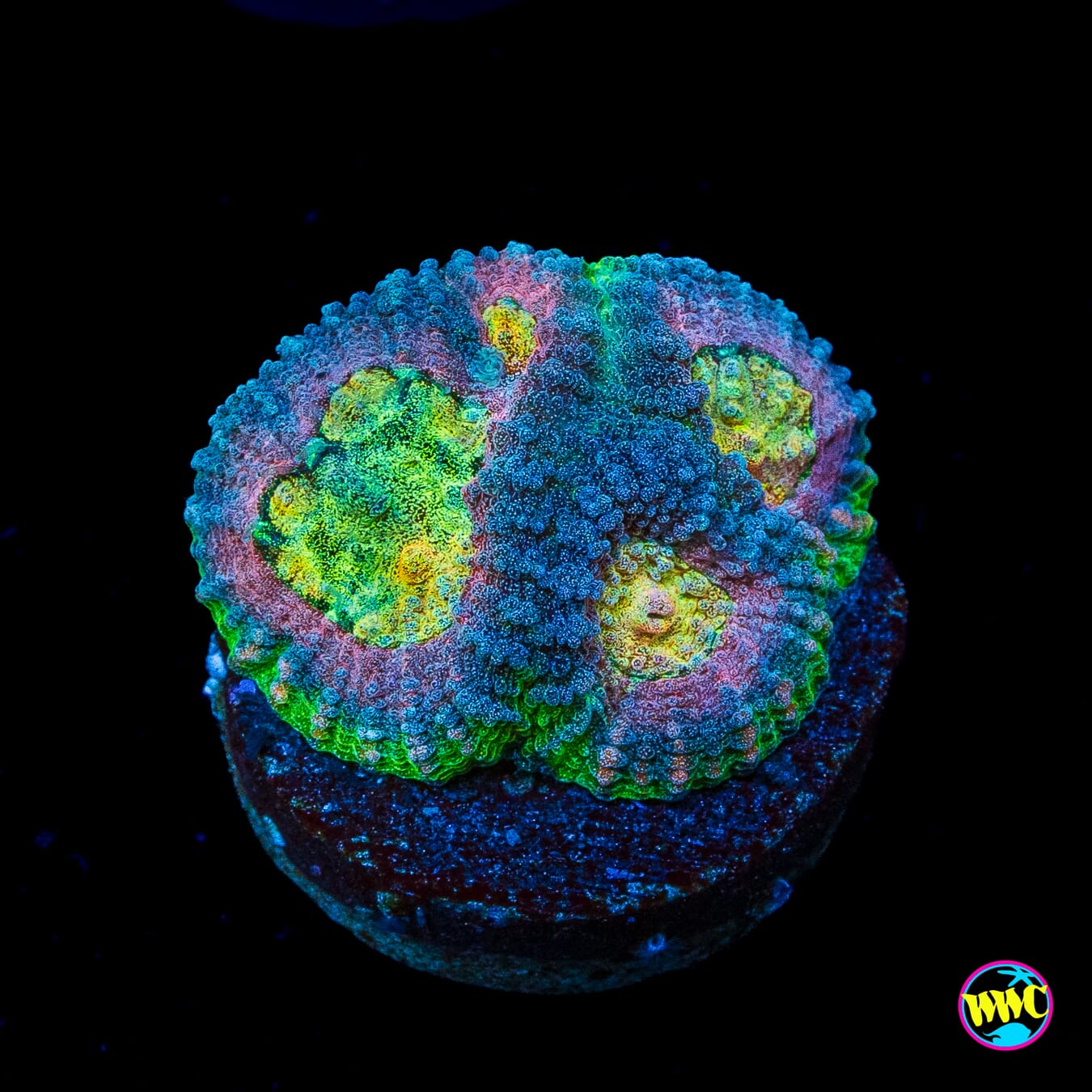 CB Angel Eye Favia