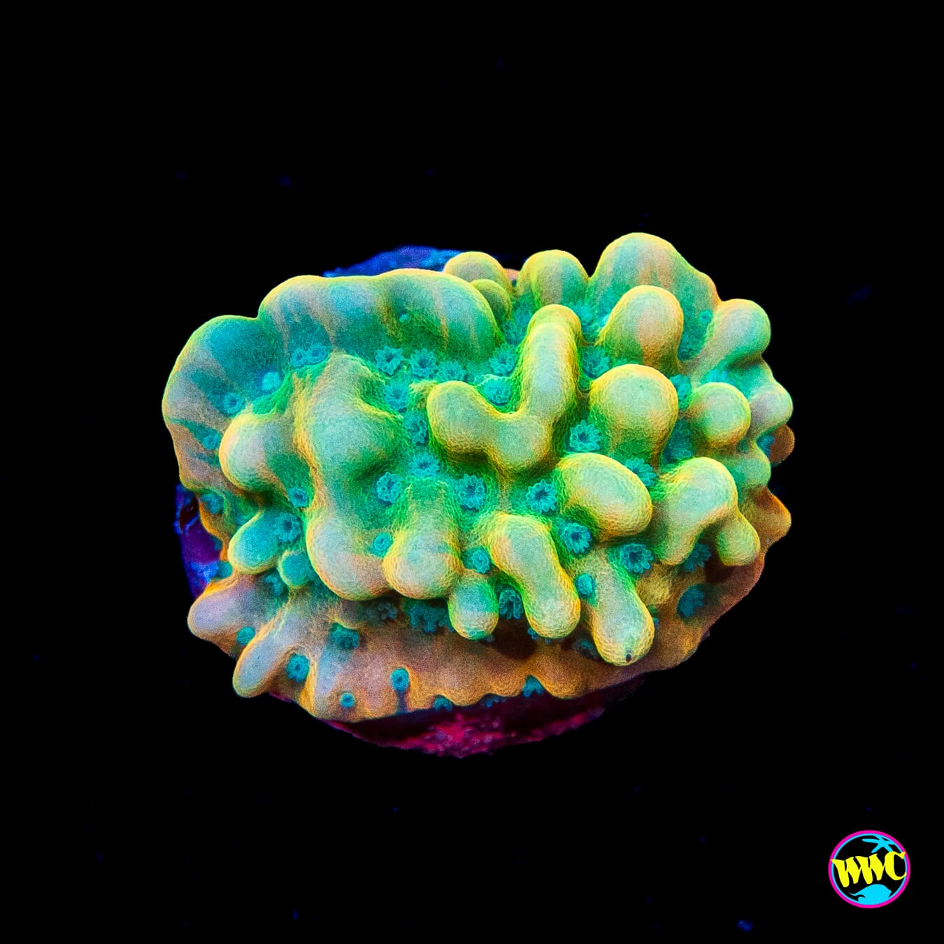 Jason Fox Beach Bum Montipora