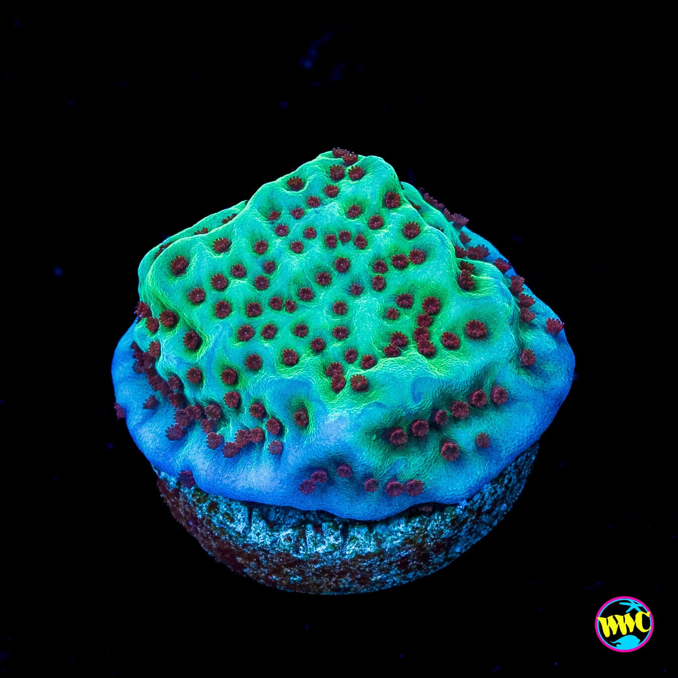 Jedi Mind Trick Montipora