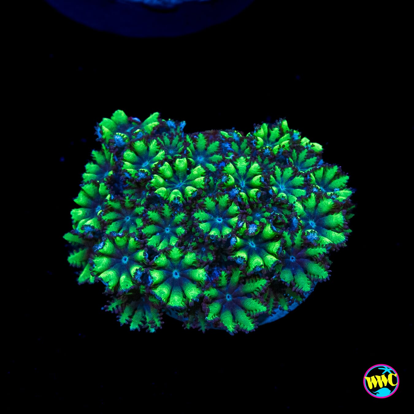 WWC Blue Sympodium