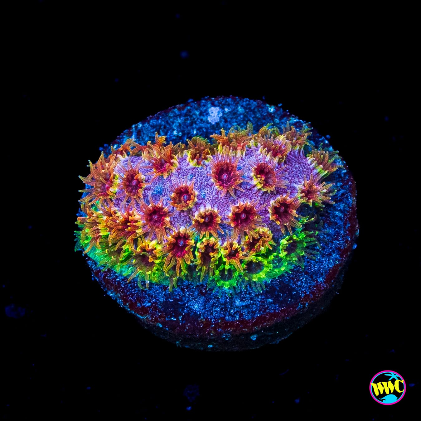 WWC Skittlez Bomb Cyphastrea