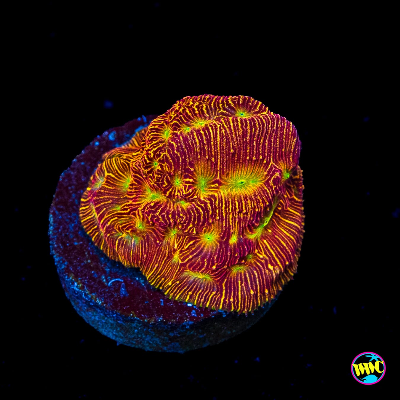 Jason Fox Lethal Leptoseris