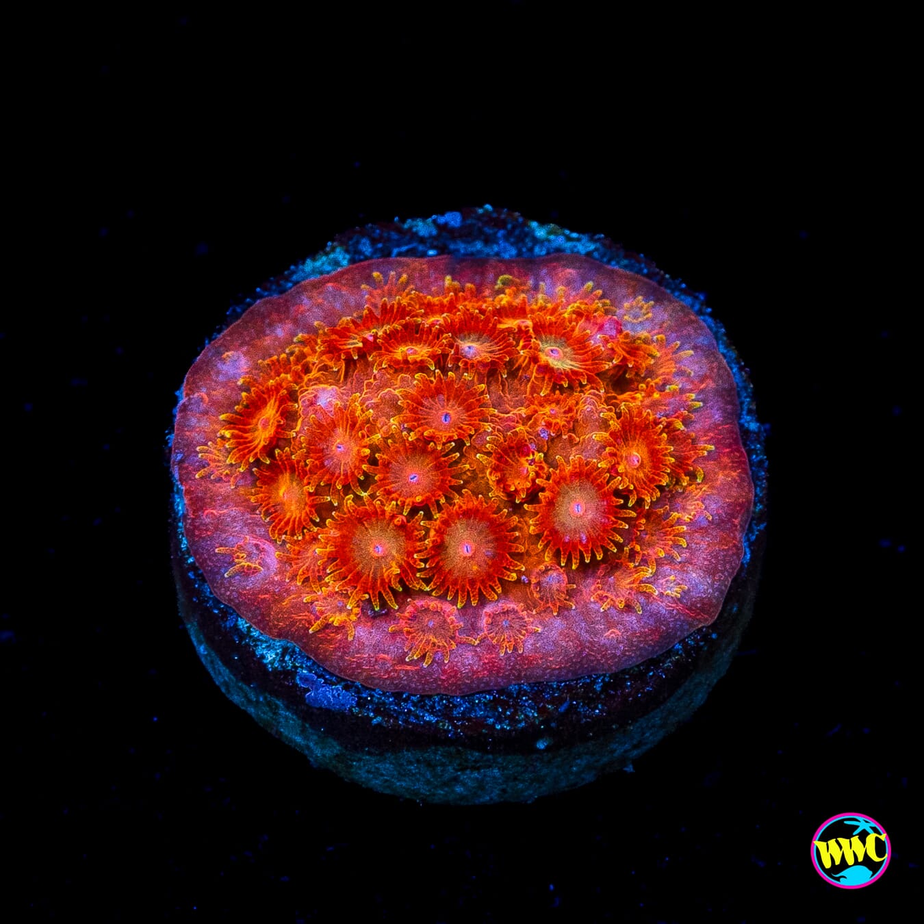 WWC Hi-Cee Cyphastrea
