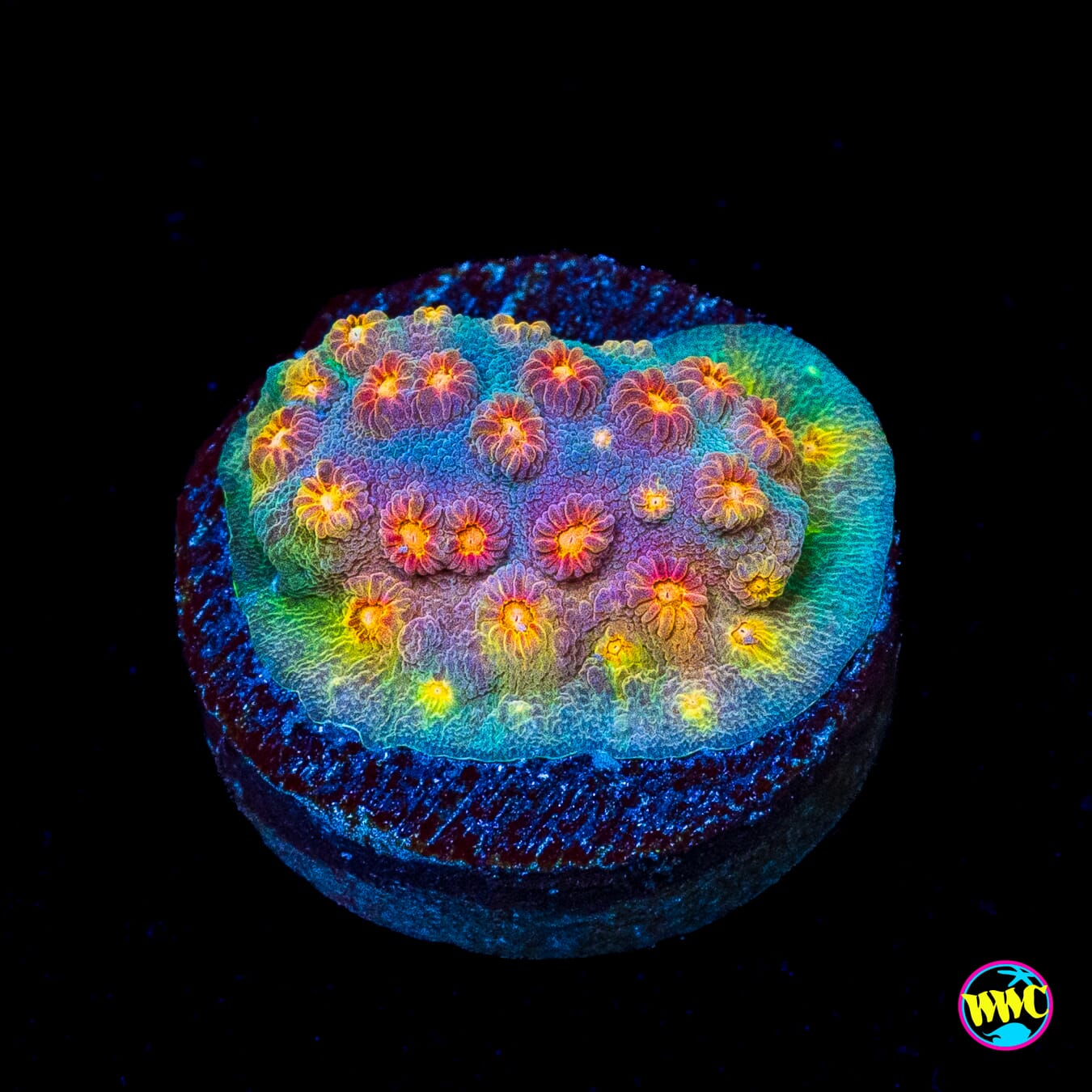 WWC Rainbow Madness Cyphastrea