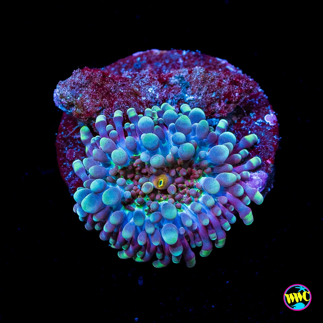 Frosted Nurple Yuma Mushroom