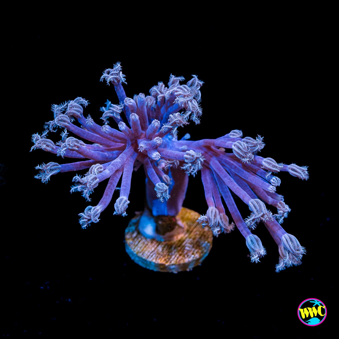 WWC Purple Cespitularia