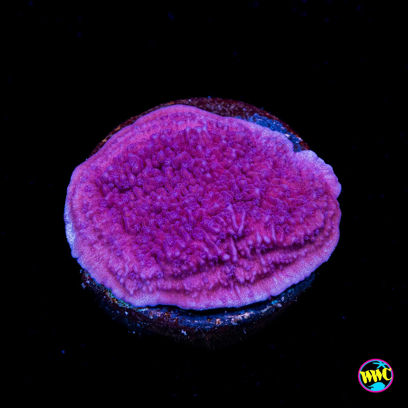 Vivids Purple Cap Montipora