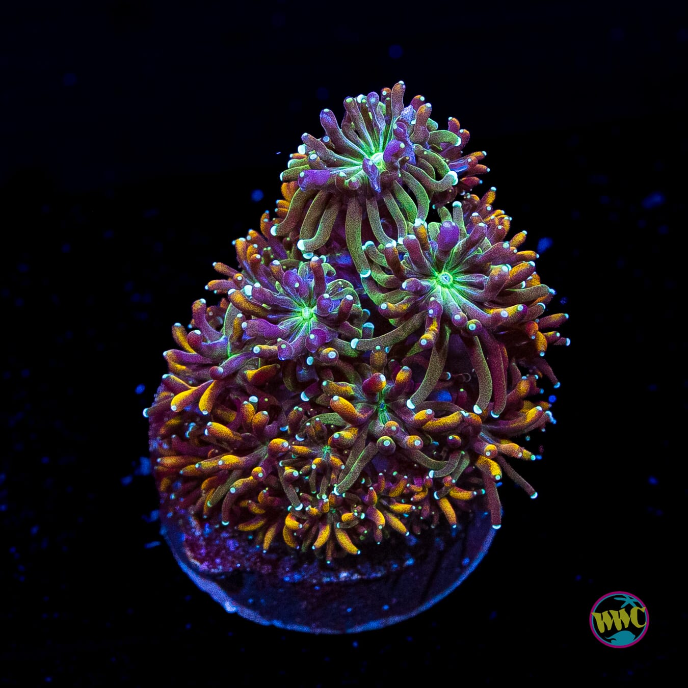 WWC Cyclops Galaxea