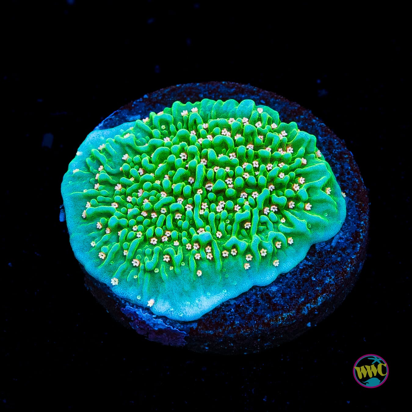Green Eggs and Ham Montipora