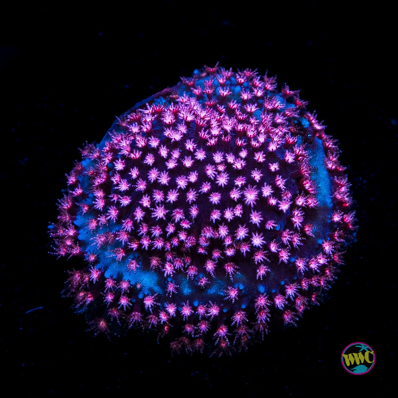 JC Pink Stylocoeniella