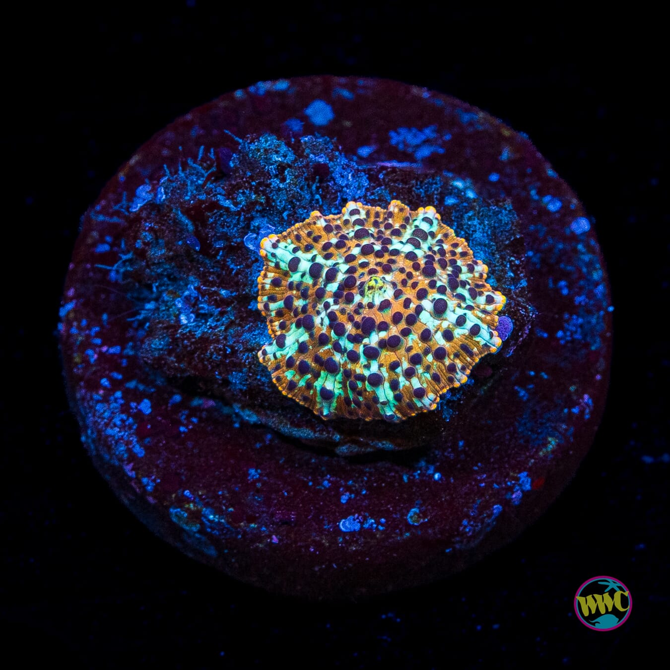 Tiger Eye Disco Mushroom
