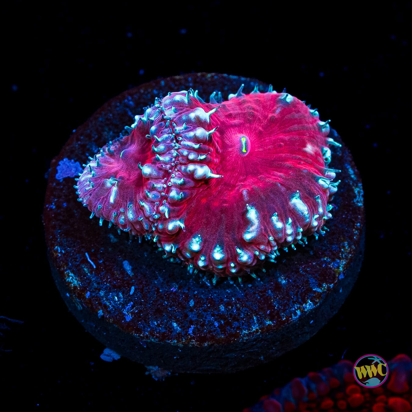 Candy Cane Lane Blastomussa