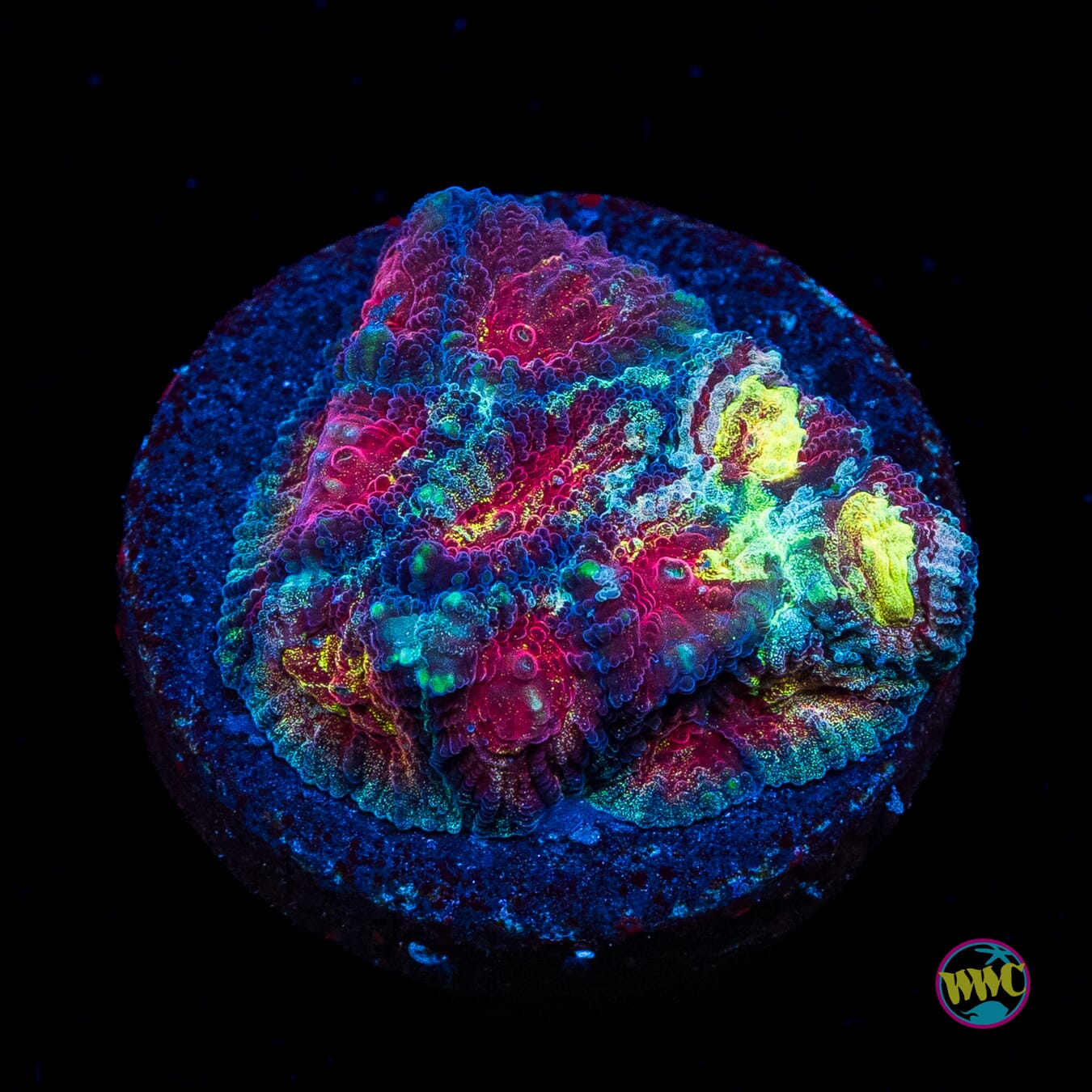 WWC Diversity Favia