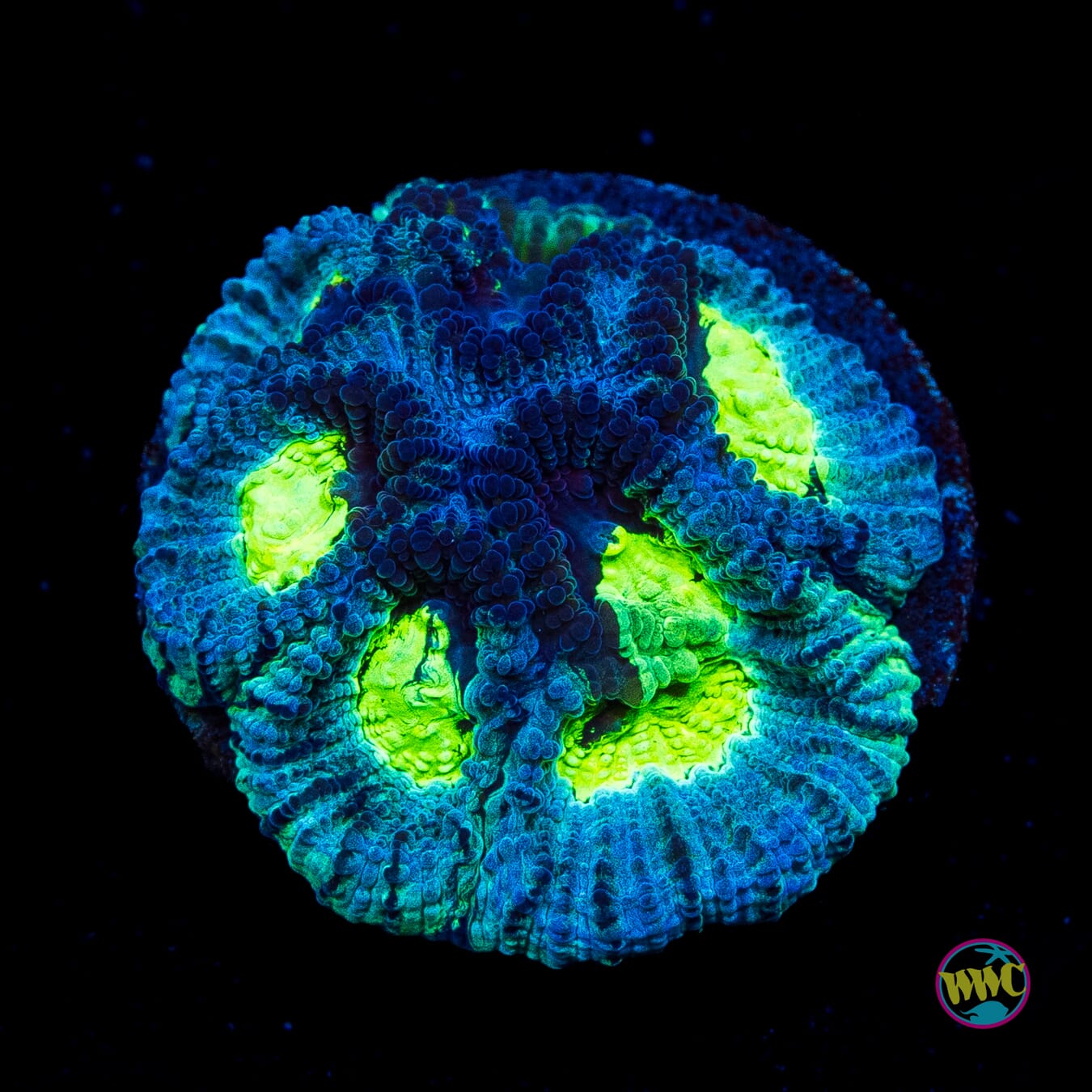 WWC Necromancer Favia